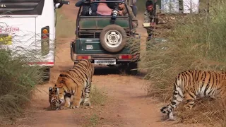 Tadoba 3 Tigress, 8 Cubs, and a Tiger | Tiger attack