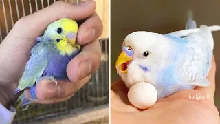Baby Animals 🔴 Funny Parrots and Cute Birds Compilation (2022) Loros Adorables Recopilación #14