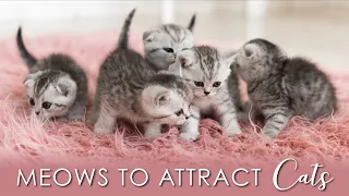 Meows to ATTRACT CATS, Sounds To Make Your Cat Come To You (GUARANTEED) #meow #kittens #catlovers