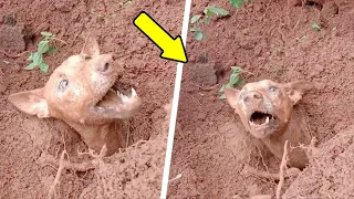 Мужчина откопал из-под земли собаку, но то, что он нашёл рядом с ней шокировало всех!