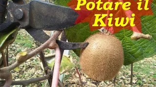 POTARE IL KIWI