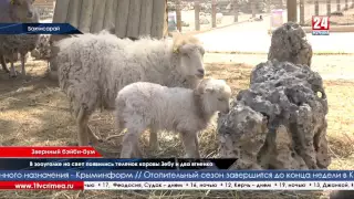 В Бахчисарайском парке очередной приплод