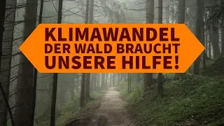 Klimawandel 2018: Der Wald braucht unsere Hilfe! Interview mit einem Jäger und Waldschützer