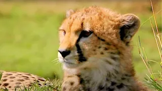 Cheetah And Lion Cubs Play On The Savanna | Little Big Cat | BBC Earth Kids