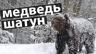 🐻 ВСЁ, ОТОХОТИЛСЯ!  прошептал Матвей, увидев огромного медведя шатуна/