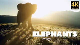 Nature's Biggest Land Animal: Elephants in 4K!