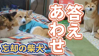 【犬猫アテレコ】何しに来たか忘れてしまった柴犬