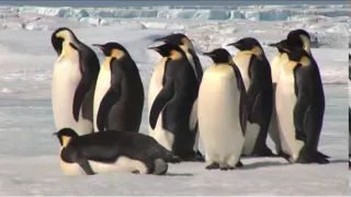 Emperor Penguins in Antarctica