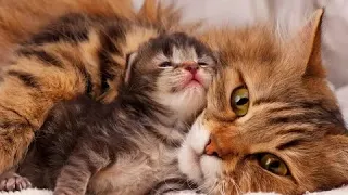 Как пищат новорожденные котята? Звук котят | Voice kitten, sound kitten