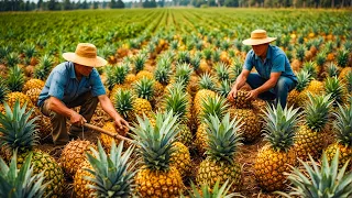 Farmers' Journey: The Entire Process of Planting and Harvesting Millions of Tons of Pineapple