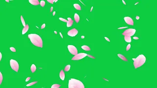 Footage sakura petals green background Chromakey hd