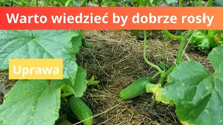 Uprawa ogórków. Warto wiedzieć co lubią a czego nie.