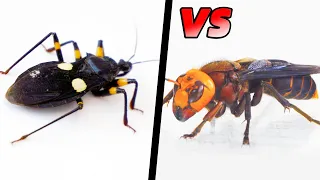 Asian Giant Hornet vs Assassin Bug！Who is the real champion?