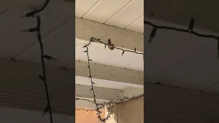 Momma Hummingbird feeding her baby!