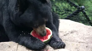 Animals Cronch a Pile of Watermelons