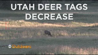 Utah DWR Cuts Deer Tags for 2023