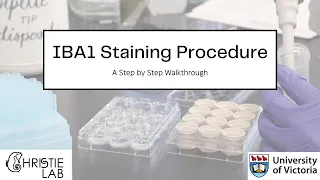 IBA1 Immunohistochemistry Staining Procedure