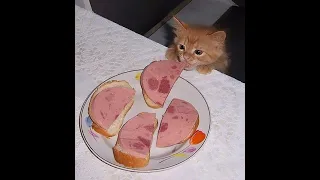 Cats Who Steal Food... Or Try To PART 2! (A Compilation)