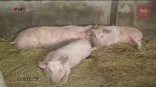 African swine fever appears in Vietnam | VTV World