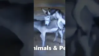 Donkey intercourse