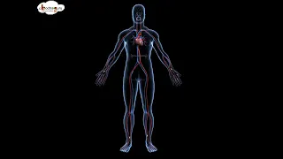 Biology  - रक्त परिसंचरण तंत्र  Circulatory System - Animated 3D model - in Hindi