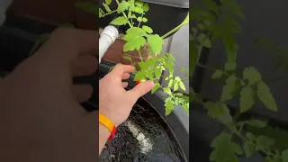 Aquaponics Tomato! It was awful 😔