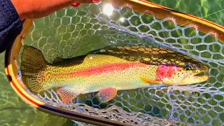 Fly Fishing the Fall River, Central Oregon