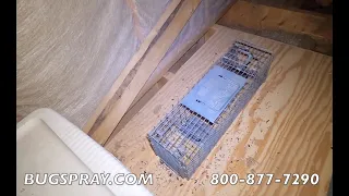 FLYING SQUIRREL #3 CAUGHT IN ATTIC | https://bugspray.com/catalog/products/flying-squirrel-control