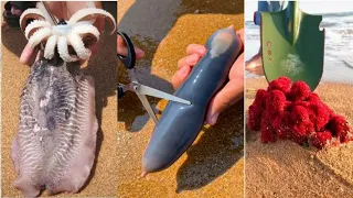 🔴ENCONTRANDO ANIMAIS INCRIVEIS NA PRAIA 99% ( SATISFATORIOS ) 2020