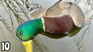 SOLO afternoon Duck Hunt MALLARDS In CLOSE! | Duck Hunting 2024