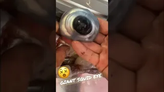 GIANT SQUID EYE GOT OUT
