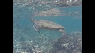 Honu at Ulua Beach