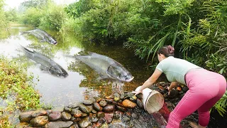 Block the stream with rocks and big fish are trapped / village girl build fish trap many stone