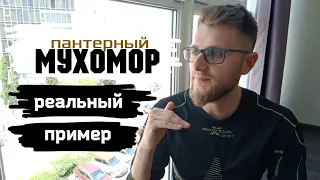 Мухоморы / Как происходит избавление от сущностей. Экзорцизм.