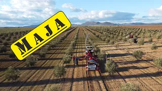 Harvesting black olives with MAJA Automatic LK shaking machine