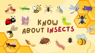 INSECT. NAME OF INSECTS. LEARN ABOUT INSECTS.