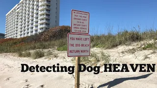 Detecting Dog HEAVEN Canova Beach -- Plus Spanish Treasure Lead?