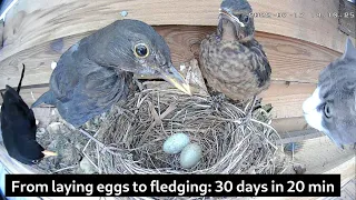 From laying eggs to leaving nest: 30 days in 20 min | Blackbird nest camera