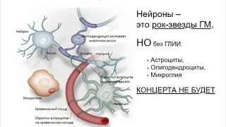 Физиология ЦНС Аверьянов Д А