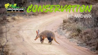 Conservation: The Aardvark in Africa