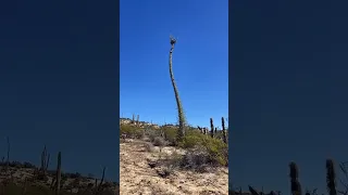 The WEIRDEST Tree I’ve Ever Seen!