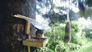 17 08 21 Eichhörnchen  aber alle wollen noch fressen