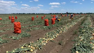 Особенности выращивания лука. Севооборот в КФХ Николая Юзефова. День картофельного поля