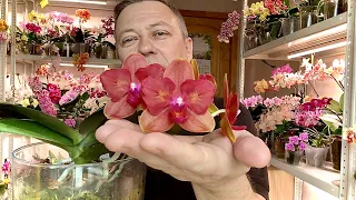 орхидеи РАЗРЕЗАННЫЕ ПОПОЛАМ через 10 месяцев первое цветение орхидеи и первый подкорм