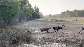 Big Male Tiger hunting a Bull.