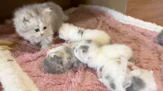 The little long-haired sister comes to visit the little kitten for the first time!