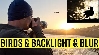 Going Berserk With Birds & Backlight & Beautiful Blur - A Bird Photography Vlog in La Jolla