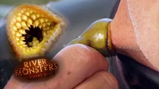 Lamprey Bites Jeremy Wade's Neck | LAMPREY | River Monsters