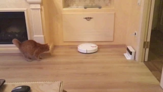 CAT vs Xiaomi Mi Robot Vacuum