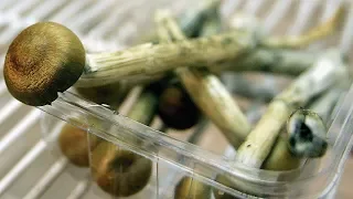 The push to decriminalize 'magic mushrooms'